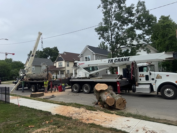 About Cleveland Tree Services
