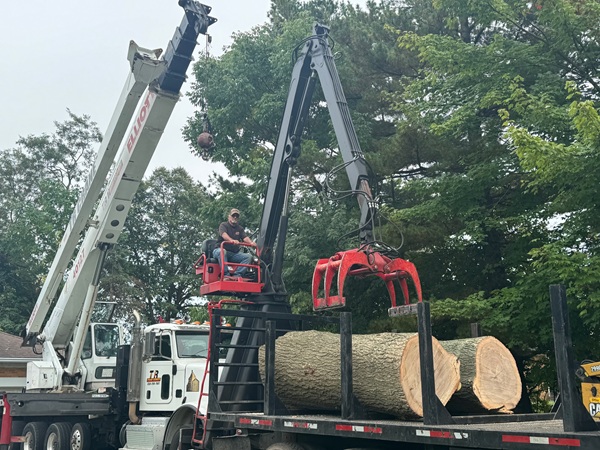 Emergency Tree Damage