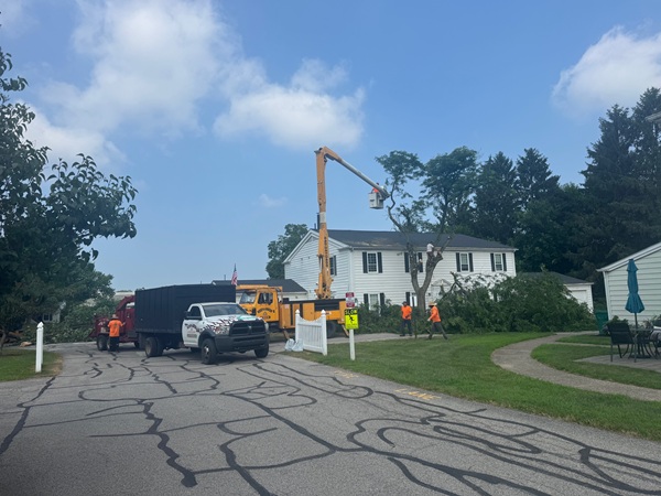 Lot Clearing