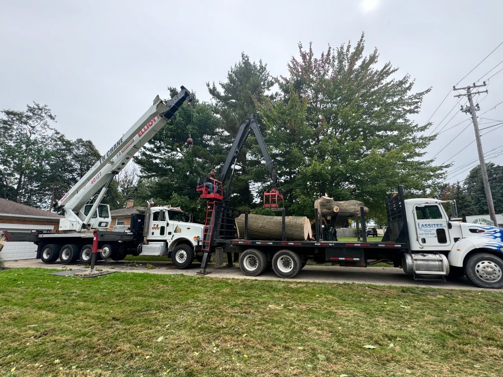 Tree Removal Ashtabula, OH