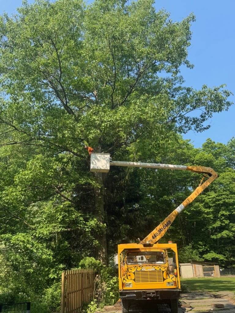 Tree Removal Mayfield Heights, OH
