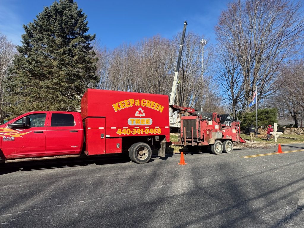 Tree Removal Medina, OH