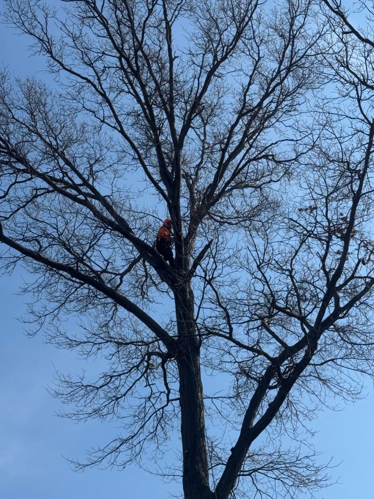 Tree Removal Saints, OH