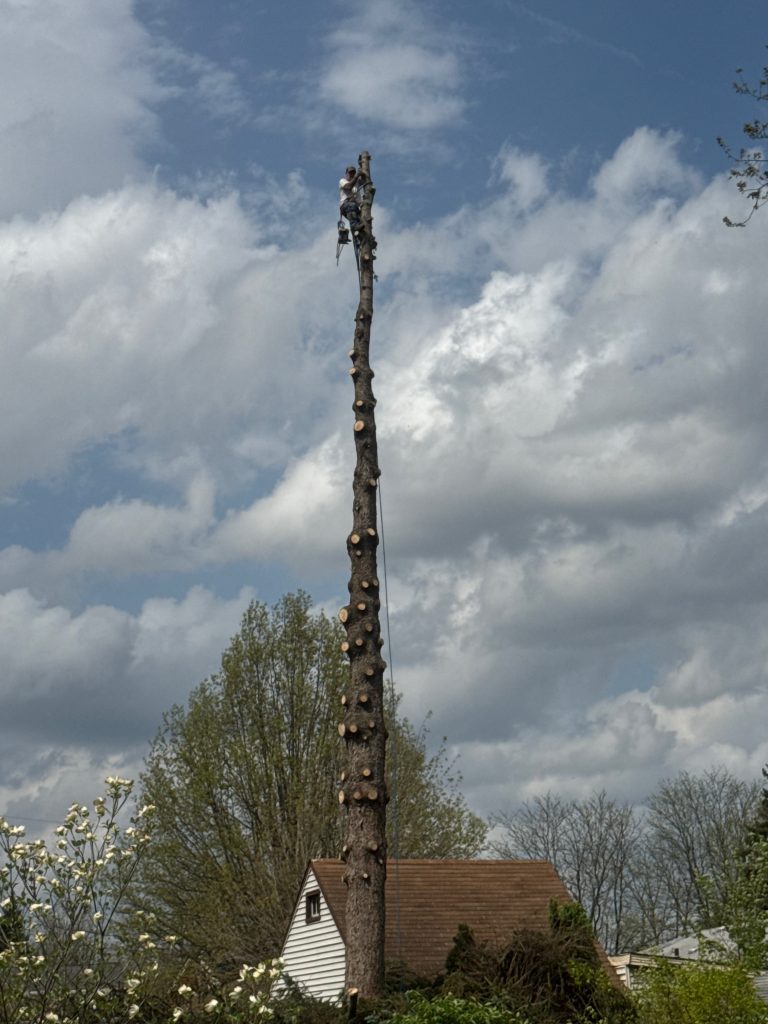 Tree Removal Willoughby, OH