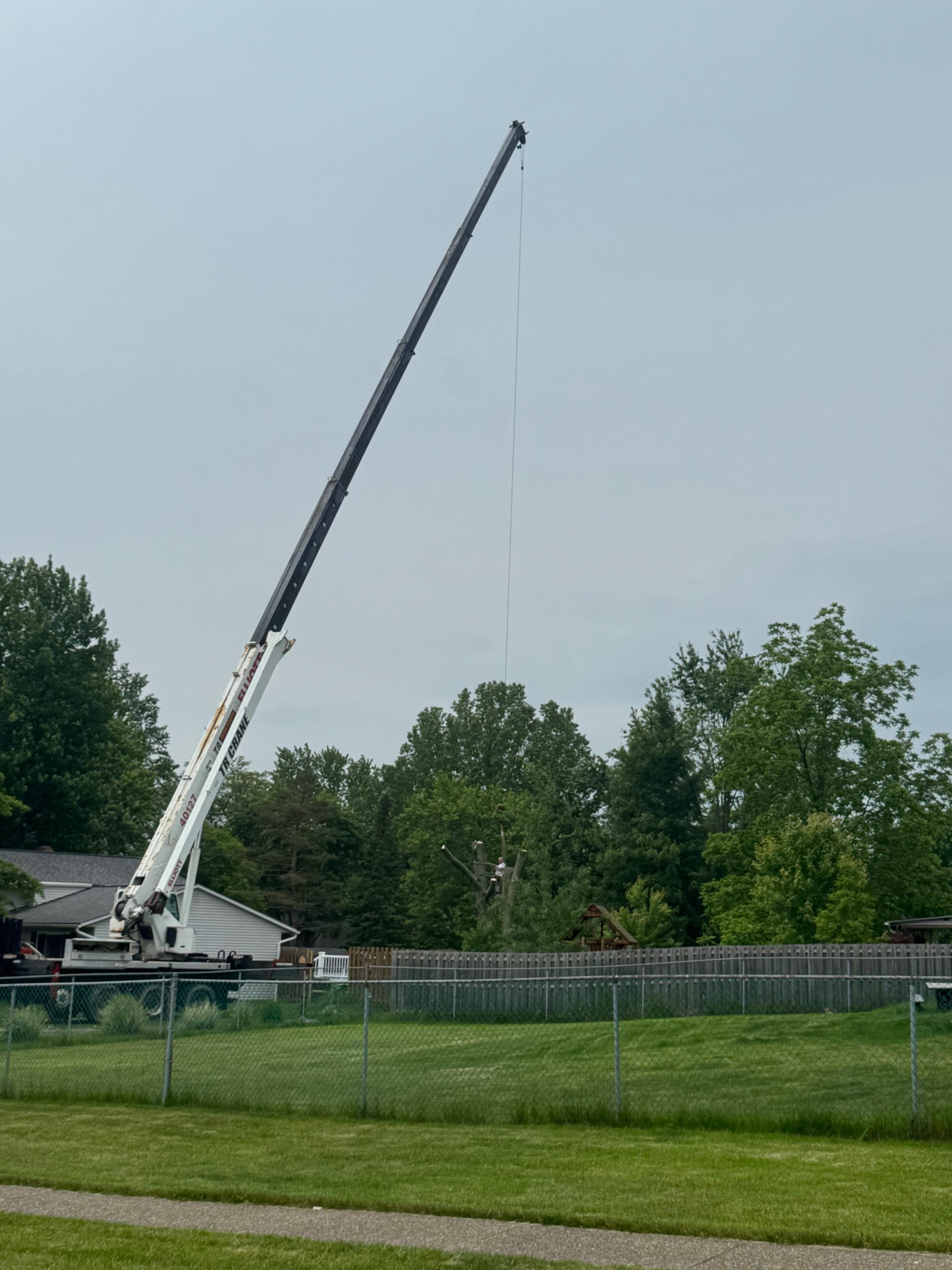 Tree Service Lakewood, OH
