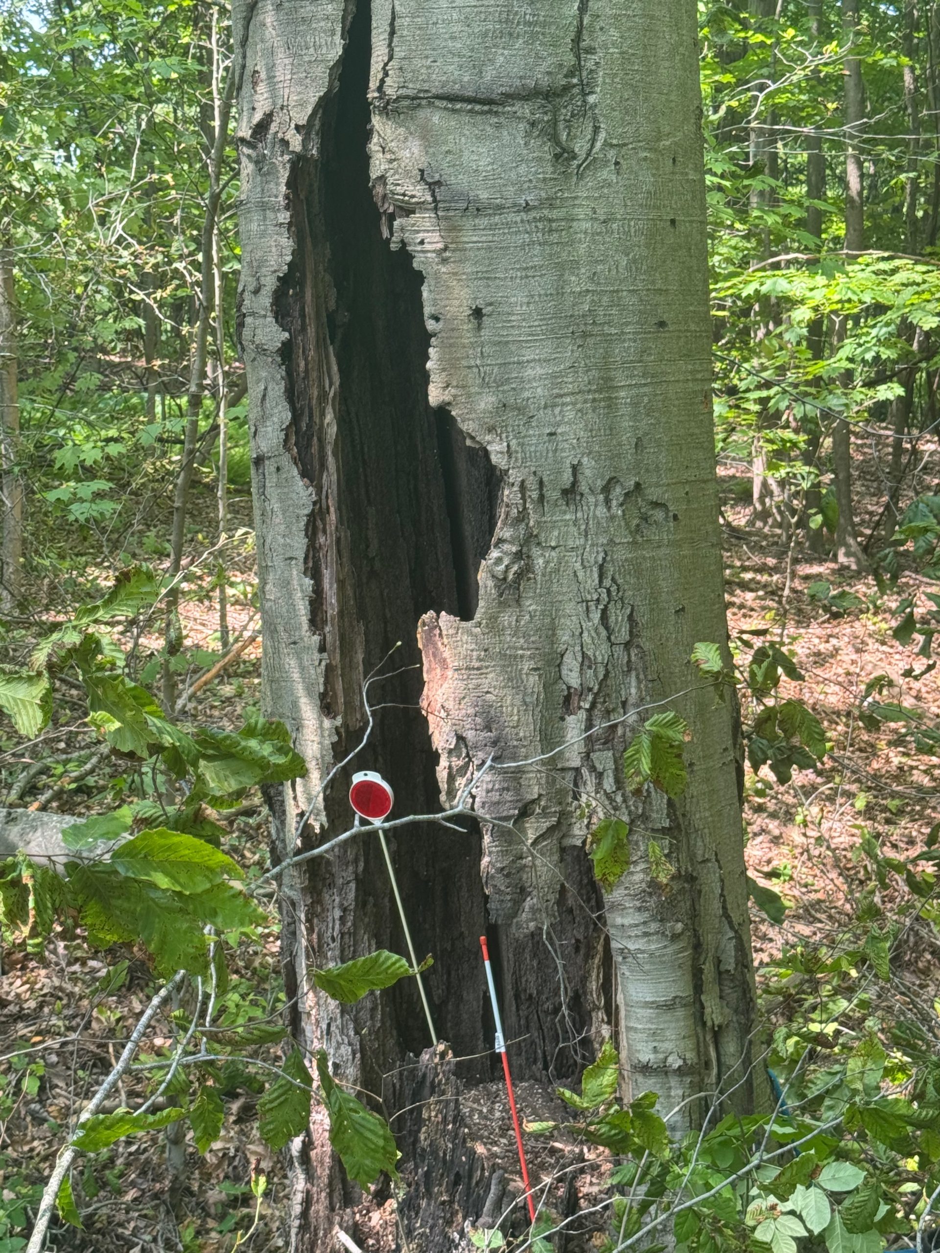 Tree Service Mayfield Heights, OH