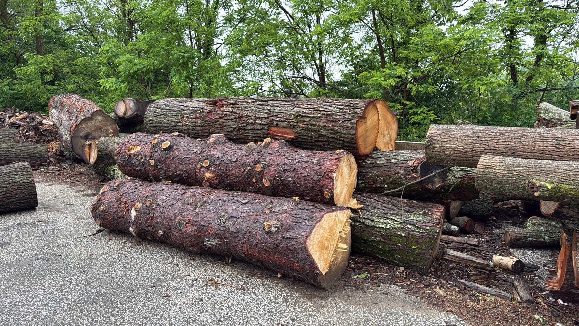 Tree Service Medina, OH