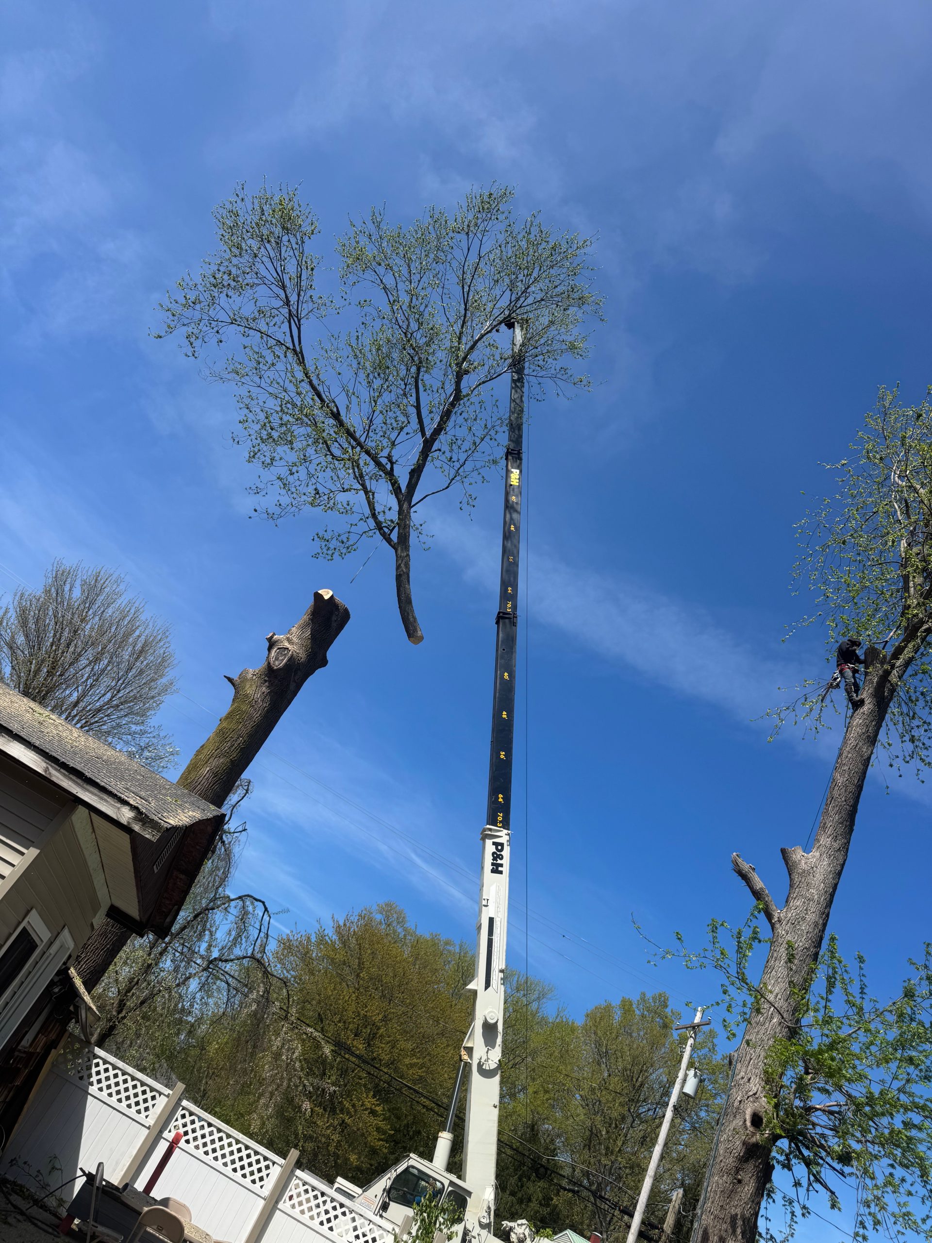 Tree Service Willoughby, OH