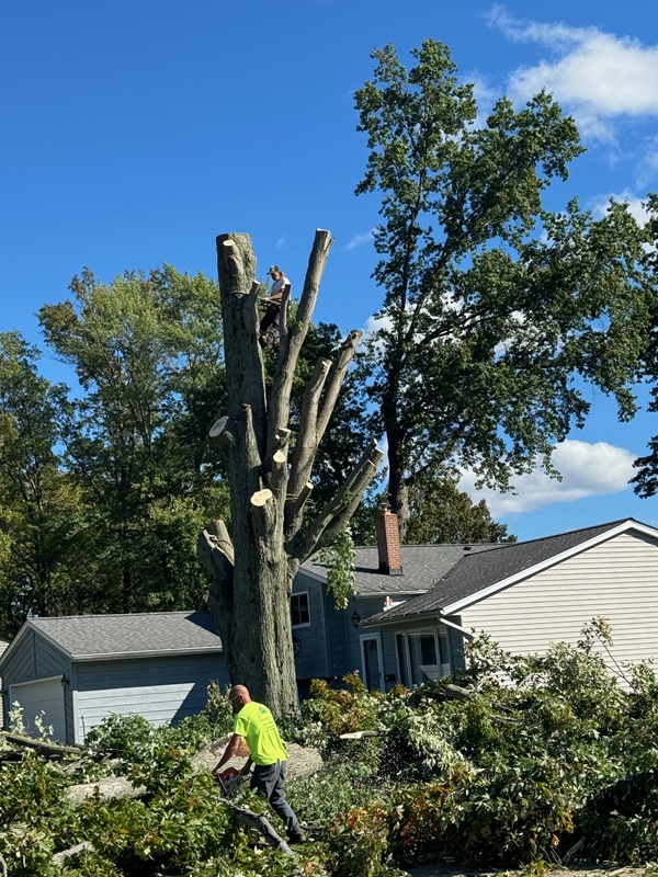 Tree Trimming Cleveland