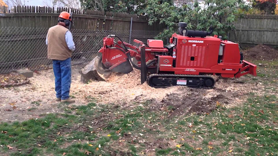 tree-service-cleveland-22_1