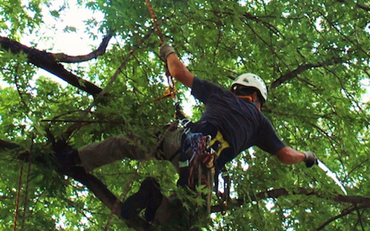 tree-service-cleveland-36
